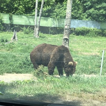 Great Adventure Safari - Bear - Zoos Near Me - Jackson, New Jersey Great Adventure Safari - Bear - Zoos Near Me - Jackson, New Jersey