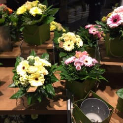 Blume 2000