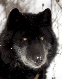 Wolf Mountain Nature Center by null