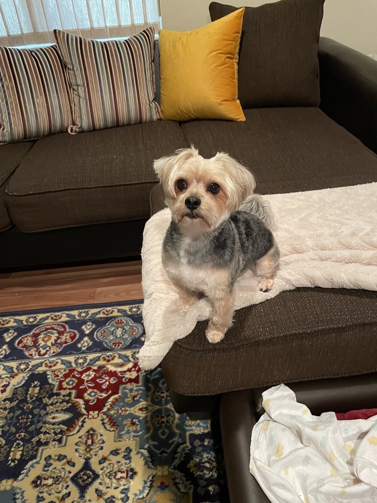 ELITE PETS MOBILE GROOMING Updated July 2024 Hopewell Junction, New