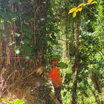 Island Trees - Albizia removal - Tree Services Near Me Island Trees - Albizia removal - Tree Services Near Me