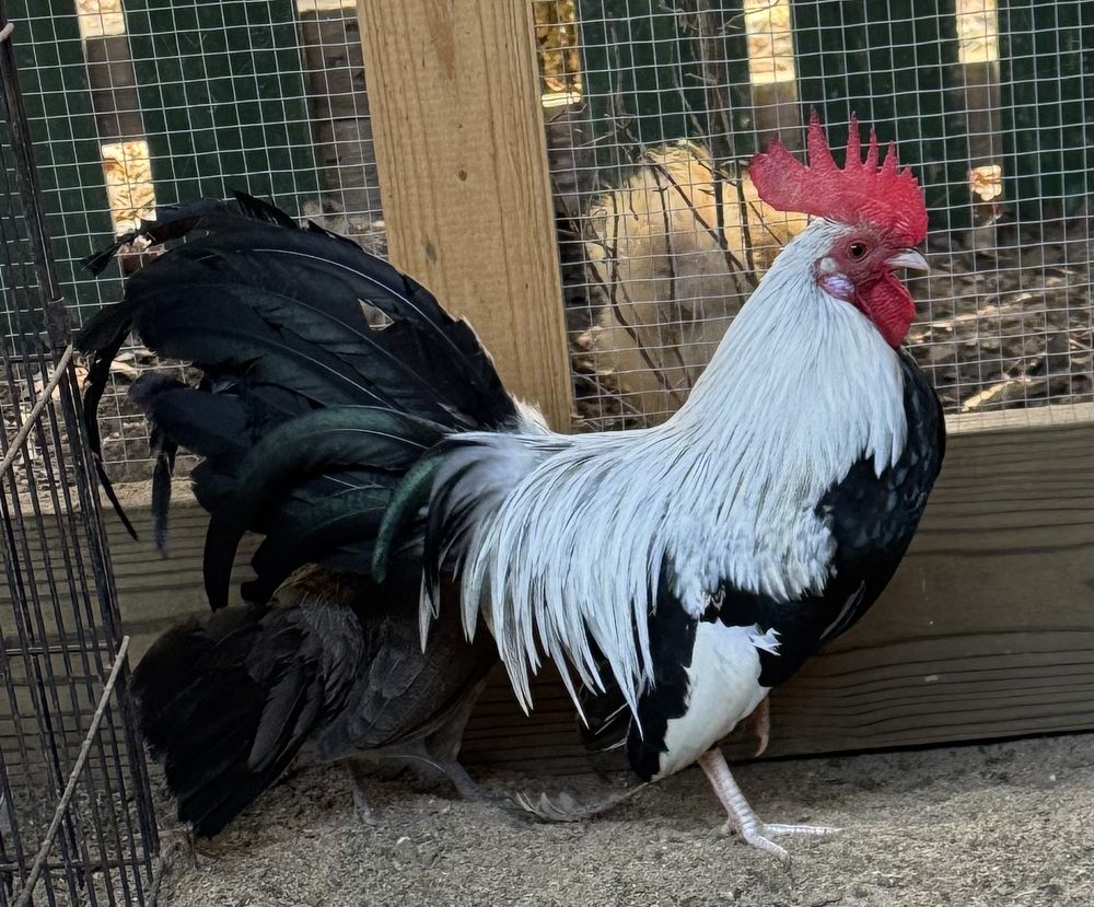 Lynndare Farms Image