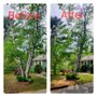 Photo of Blackstone Tree Services