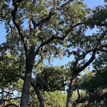 Ortiz Tree Trimming - Tree Services Near Me