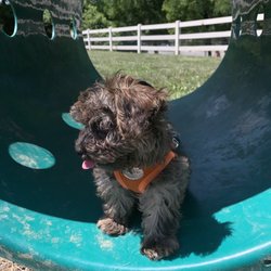 Brooksedge Park Bark Park - Nugget checking out one of the agility items in the small dog area.  #UpCloseSavor XP