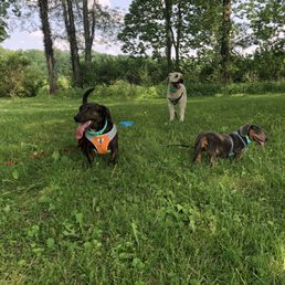 Dog-Approved!