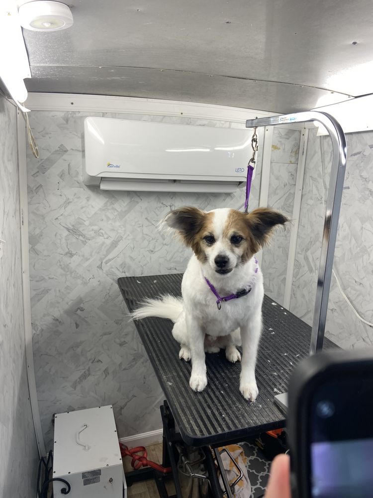 KATHIES MOBILE GROOMING SPA Updated September 2024 92 Photos Cape