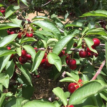 Lazy K Ranch Cherry U-Pick - Pick Your Own Farms Near Me - Gilroy, California