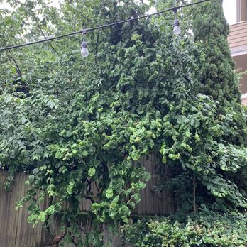 Taproot Tree Care - Before: they removed the two trees to the left - Tree Services Near Me Taproot Tree Care - Before: they removed the two trees to the left - Tree Services Near Me