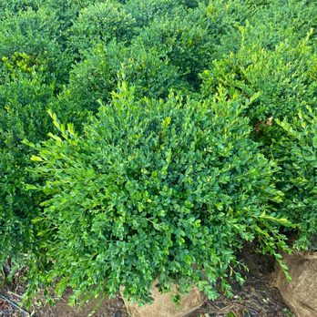 Steinkopf and Sons Wholesale Nursery - Northern Charm Boxwood - Nurseries & Gardening Near Me - Snover, Michigan Steinkopf and Sons Wholesale Nursery - Northern Charm Boxwood - Nurseries & Gardening Near Me - Snover, Michigan