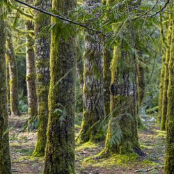 Evergreen Escapes
