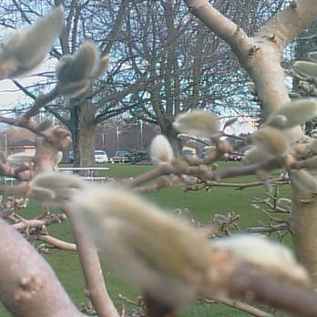 Peace Arch State Park - Star Magnolia in January - Landmarks & Historical Buildings Near Me - Blaine, Washington