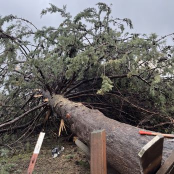 Sawyer Tree Management - Spruce tree on the roof - Tree Services Near Me - Sonora, California Sawyer Tree Management - Spruce tree on the roof - Tree Services Near Me - Sonora, California