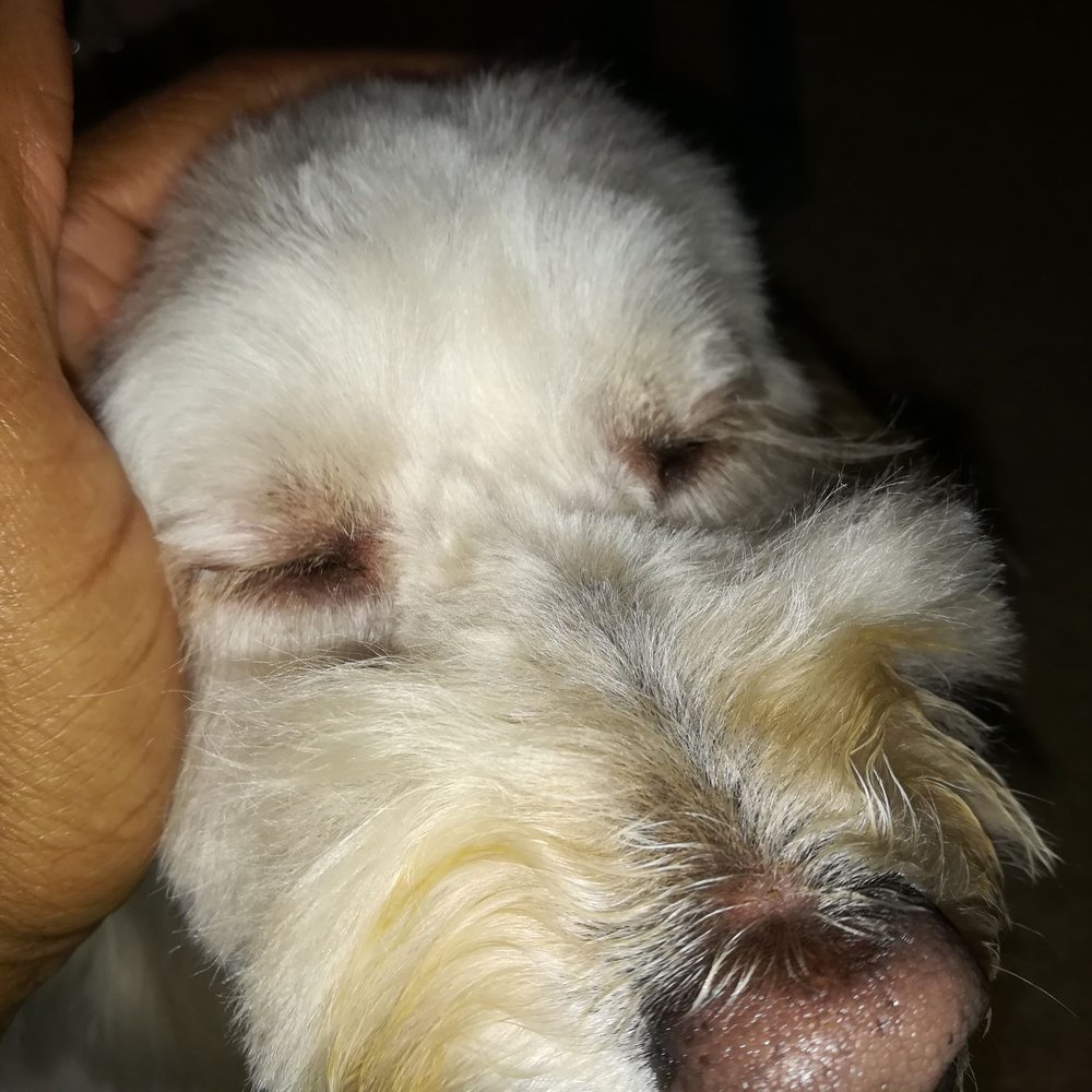 Pooch Pride Grooming - One eyelash girl:( - Pet Groomers Near Me - Torrance, California