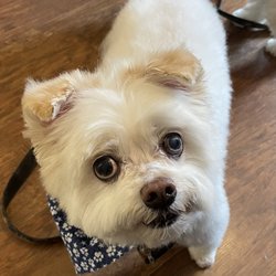 Pet Star Salon