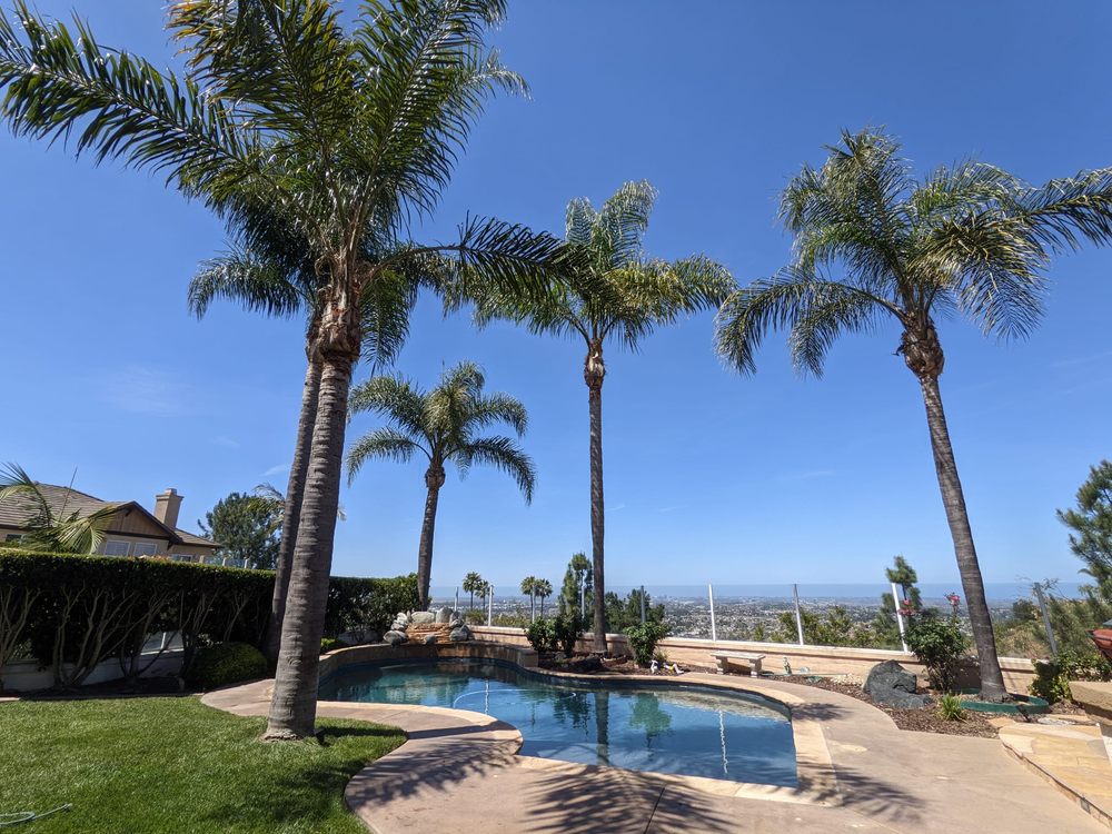 San Diego Tree Service Contractor - tree service in San Diego, CA