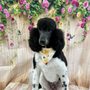 Photo of Peek-A-Pooch Pet Lounge