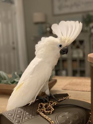 BIRDMAN'S PARROTS by null