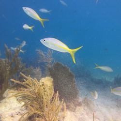 Islamorada Dive Center