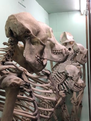 Horniman Museum and Gardens by null