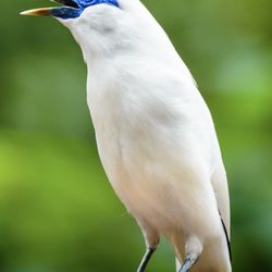 尤德觀鳥園 - Blue Myna, Hong Kong 2026.