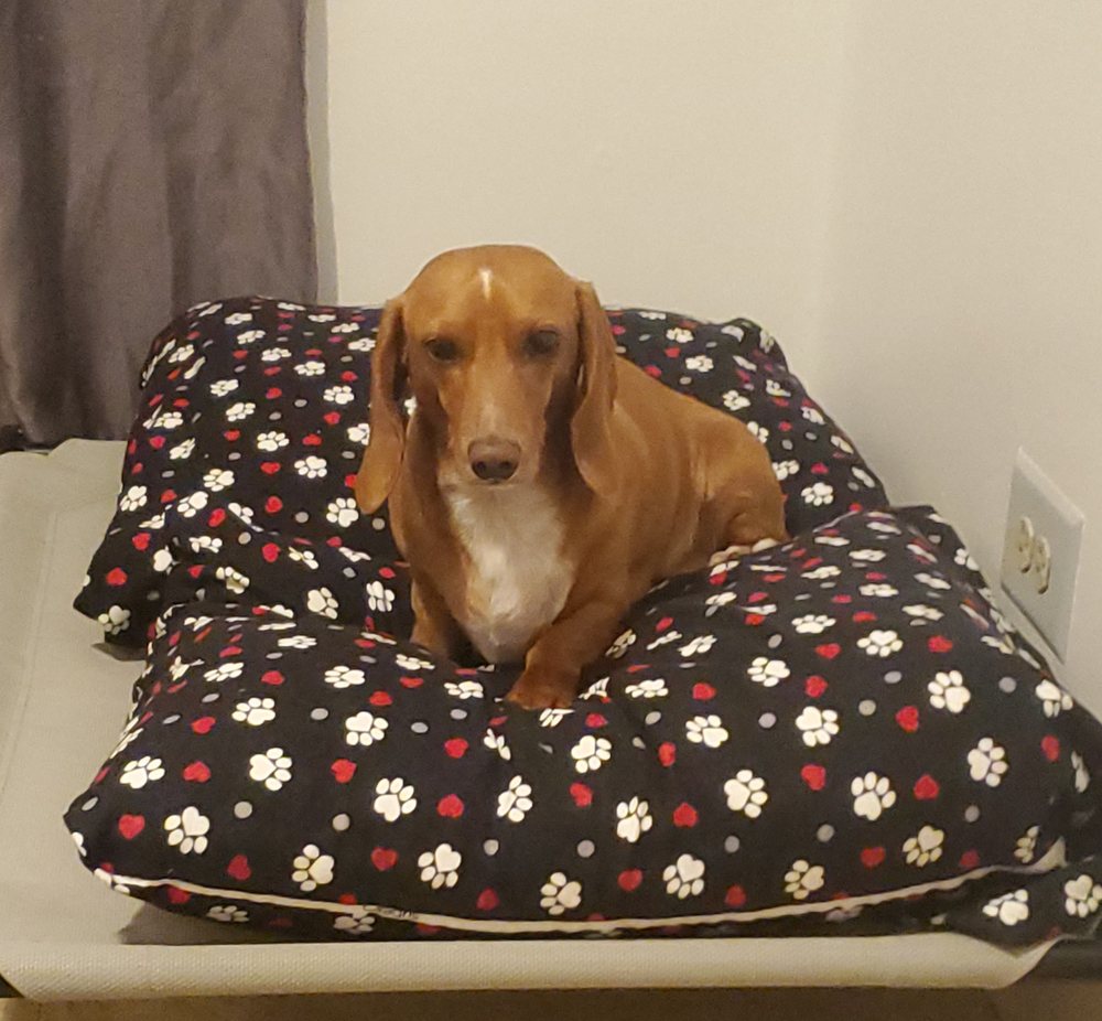 Tifany's Pet & Co - pet boarding facility in Chicago, IL