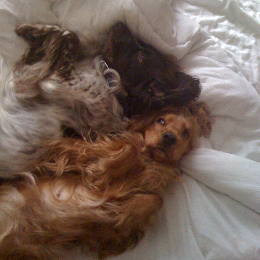 Daws Heath Kennels - Pet Sitting Near Me - Rayleigh, ESS Daws Heath Kennels - Pet Sitting Near Me - Rayleigh, ESS