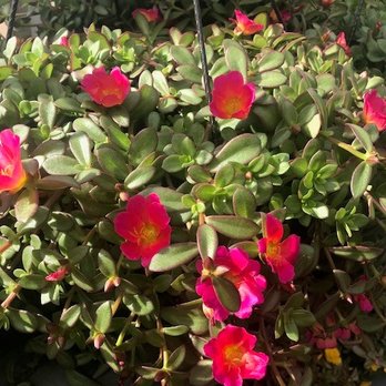 Family Tree Nursery - Nurseries & Gardening Near Me - Liberty, Missouri
