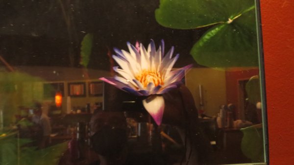 Fioza by null