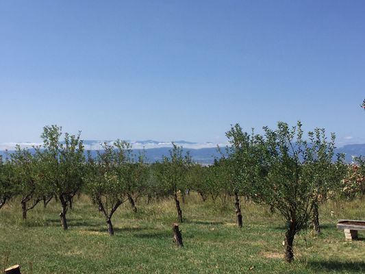 Happy Apple Farm by null