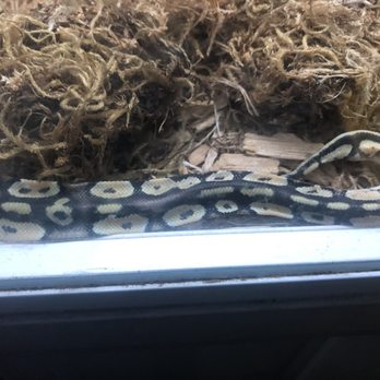 Mike's Feed & Pets - Thin tail of a baby ball python - Pet Stores Near Me - San Leandro, California Mike's Feed & Pets - Thin tail of a baby ball python - Pet Stores Near Me - San Leandro, California