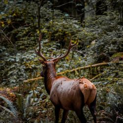 Wildtrail Tours - Roosevelt Elk in Prairie Creek State park
