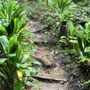 Photo of Wahiawa Hills Trail