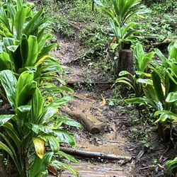 Wahiawa Hills Trail