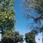 Photo of Chapman Park