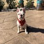 Photo of Bloomingtails Mobile Pet Grooming & Wellness