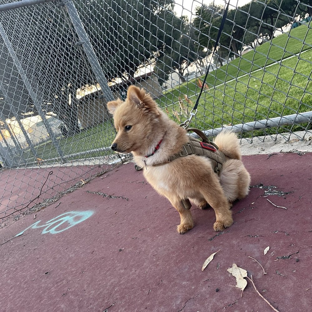Underdog Pet Stylist - Pomeranian sitting by a fence - Pet Groomers Near Me - Oxnard, California Underdog Pet Stylist - Pomeranian sitting by a fence - Pet Groomers Near Me - Oxnard, California