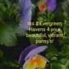 Evergreen Haven gift card