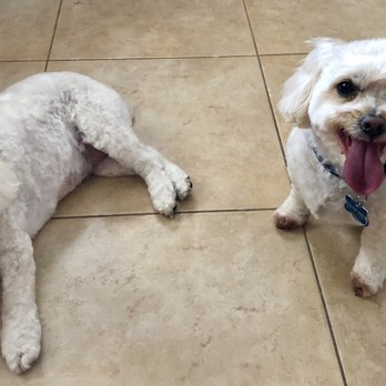 Doggi Dogi Spa - After grooming pic - Pet Groomers Near Me - Fullerton, California Doggi Dogi Spa - After grooming pic - Pet Groomers Near Me - Fullerton, California