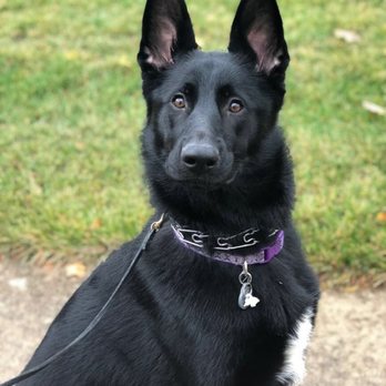 Dog Training Now - Graduate Training Academy dog Tina! - Pet Training Near Me - Hoffman Estates, Illinois Dog Training Now - Graduate Training Academy dog Tina! - Pet Training Near Me - Hoffman Estates, Illinois
