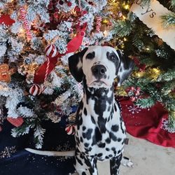 Whiskey Shears - Merry Christmas from Laney
