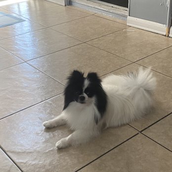 Allie & Paws - Chanel Pomeranian - Pet Groomers Near Me - Downey, California