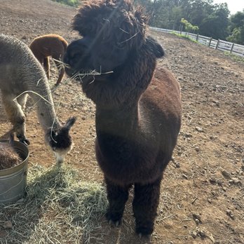 Maui Alpaca - Attraction Farms Near Me - Makawao, Hawaii Maui Alpaca - Attraction Farms Near Me - Makawao, Hawaii