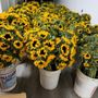 Photo of Juquilita Flowers Shop
