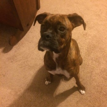 The Ark Pet Spa & Hotel - Lucy from Duncan Doodle adores the Ark Pet Spa! Play time is Amazing! - Pet Groomers Near Me - Chattanooga, Tennessee The Ark Pet Spa & Hotel - Lucy from Duncan Doodle adores the Ark Pet Spa! Play time is Amazing! - Pet Groomers Near Me - Chattanooga, Tennessee