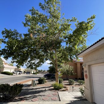 Monkey's Tree Services - Tree Services Near Me - Albuquerque, New Mexico