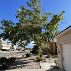 Monkey's Tree Services