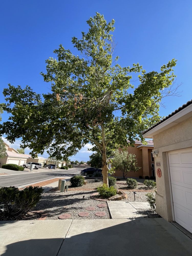 Monkey's Tree Services - tree service in Albuquerque, NM