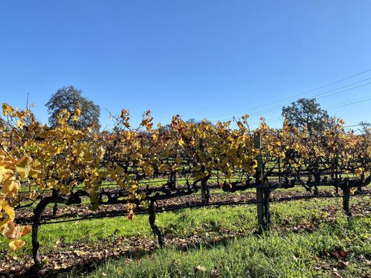 Hanna Winery by null