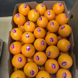 Citrus Plus Inc - Citrus Plus Quality